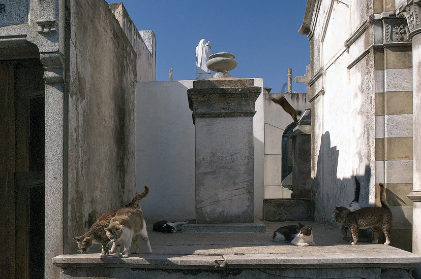 Cats on the Roof of the Crypt. La Recoleta Cemetery, Buenos Aires, Argentina - Buenos-Aires-La-Recoleta-Cemetery-Argentina - Mike Reyfman Photography