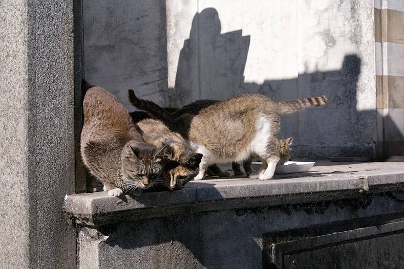 Cats Looking Down from the Roof of the Crypt. La Recoleta Cemetery, Buenos Aires, Argentina - Buenos-Aires-La-Recoleta-Cemetery-Argentina - Mike Reyfman Photography