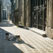 Cats Resting in a Shadow of Crypts. La Recoleta Cemetery, Buenos Aires, Argentina - Buenos-Aires-La-Recoleta-Cemetery-Argentina - Mike Reyfman Photography