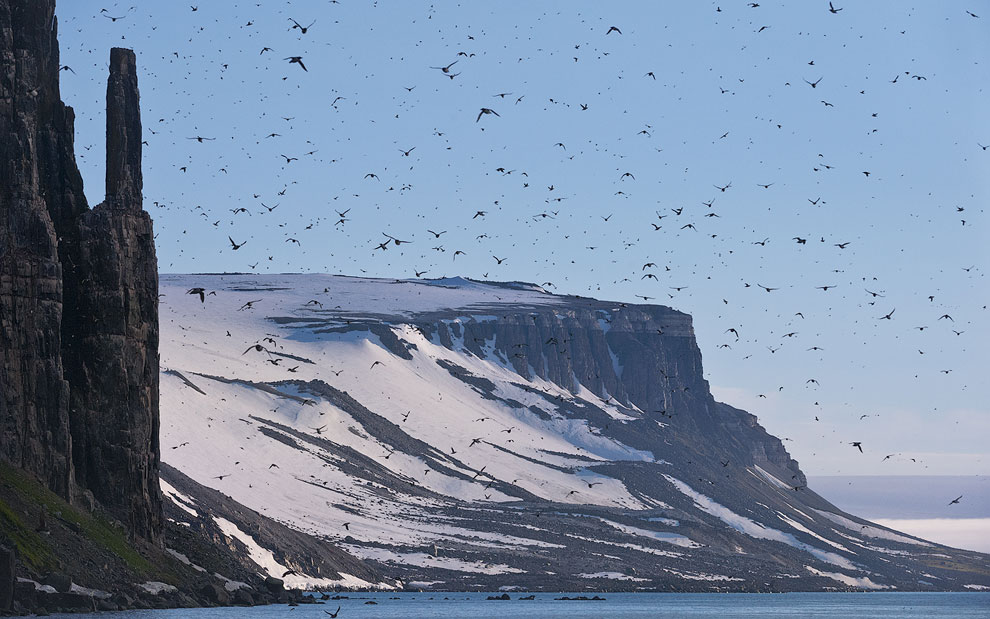 Bird cliff Alkefjellet. Svalbard (Spitsbergen) Archipelago, Norway.