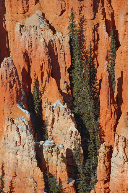 Pines and Spires III. Bryce Canyon National Park, Utah, USA.