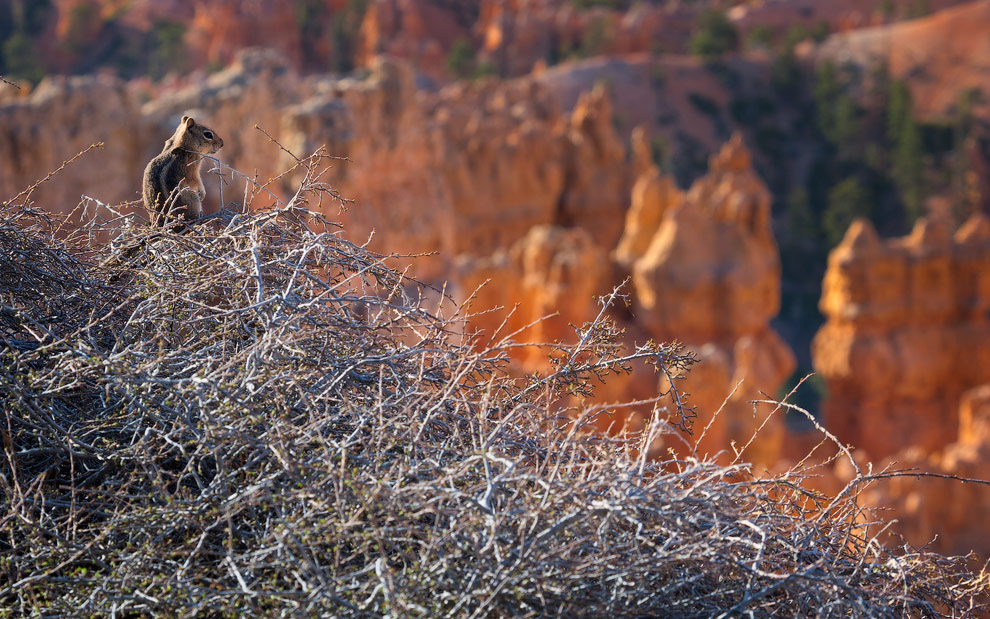 Spring Coming. Chipmunk at Bryce Canyon National Park, Utah, USA.