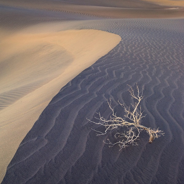 Sea of sand. Mesquite Flats Sand Dunes, Stovepipe Wells, Death Valley national Park, California, USA. - Death-Valley-National-Park-California-USA - Mike Reyfman Photography