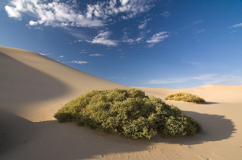 Sand dunes and mesquite bushes. Mesquite Flats Sand Dunes, Stovepipe Wells, Death Valley National Park, California, USA. - Death-Valley-National-Park-California-USA - Mike Reyfman Photography