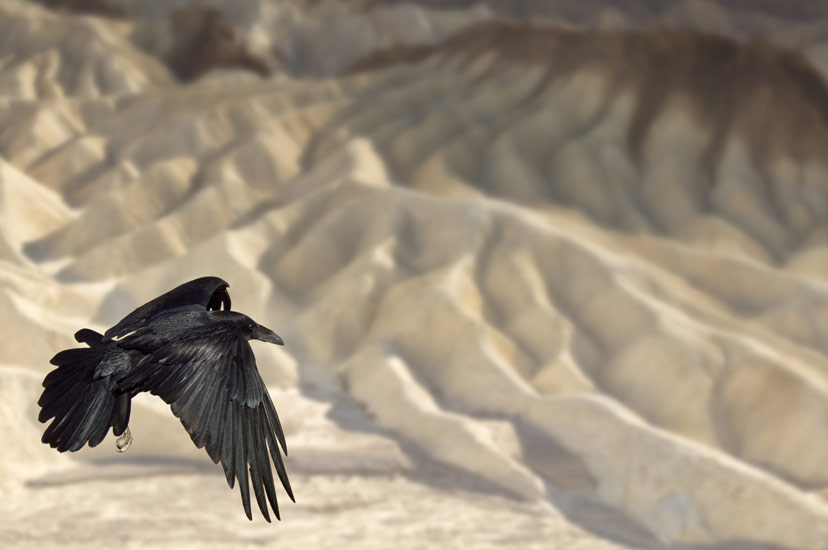 Raven flying over badlands. Zabriskie Point. Death Valley National Park, California, USA. - Death-Valley-National-Park-California-USA - Mike Reyfman Photography