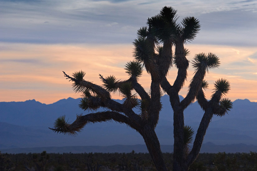 Joshua Tree. Outskirts of Death Valley National Park, California, USA. - Death-Valley-National-Park-California-USA - Mike Reyfman Photography