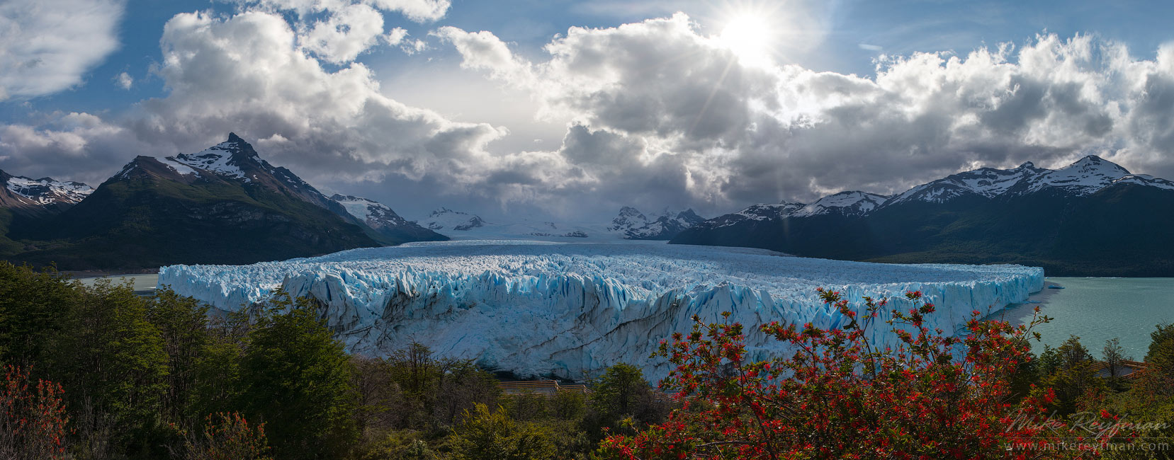 Panoramic view of Perito Moreno Glacier with Fire Bush on foreground. December 2013. Lago Argentino, Los Glaciares National Park, Patagonia, Argentina.