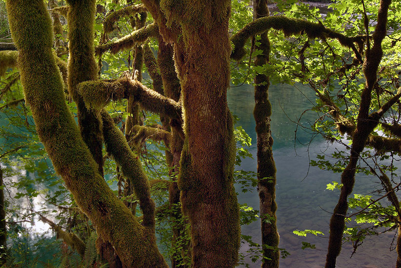 Hoh Rain Forest. Club moss on big leaf maple trees near Elwha River. Olympic National Park, WA, USA