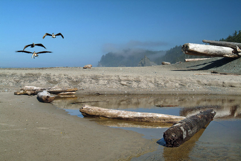 Archaeopteryxes in the Flight. Pelicans flying over wet sand of Rialto Beach. Olympic National Park, WA, USA
