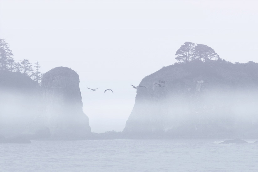 High Key Flight. Pelicans flying in thick fog between two islands. Rialto Beach, Olympic National Park, WA, USA - Olympic-National-Park-Washington-USA - Mike Reyfman Photography