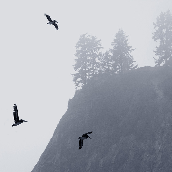 Dancing in the Fog. Pelicans circling in thick fog. First Beach, Olympic National Park, WA, USA