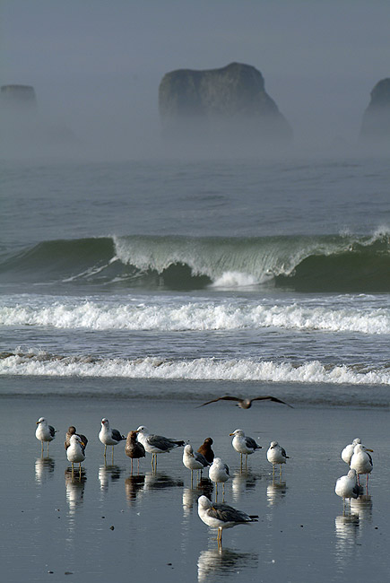 Seagulls at Home. Seagulls reflected on wet sand of First Beach. Olympic National Park, WA, USA - Olympic-National-Park-Washington-USA - Mike Reyfman Photography