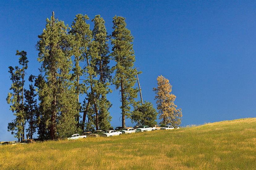 Old car graveyard? under tall trees and blue sky. Palouse, Washington, USA - Palouse-Eastern-Washington-American-Tuscany - Mike Reyfman Photography
