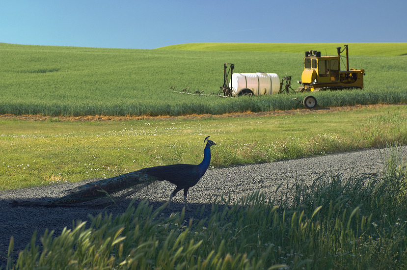 Tractor and peacock. Palouse, Washington, USA. - Palouse-Eastern-Washington-American-Tuscany - Mike Reyfman Photography