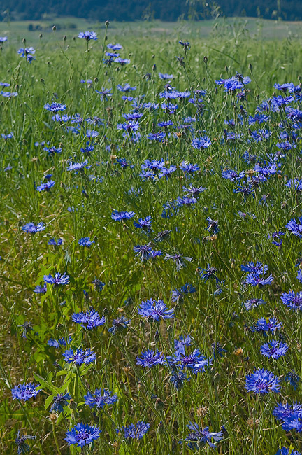 Blue?wildflowers. Palouse, Washington, USA - Palouse-Eastern-Washington-American-Tuscany - Mike Reyfman Photography