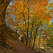 Fall Colors. Council Overhang. Starved Rock State Park, Illinois - Starved-Rock-State-Park-Illinois-USA - Mike Reyfman Photography