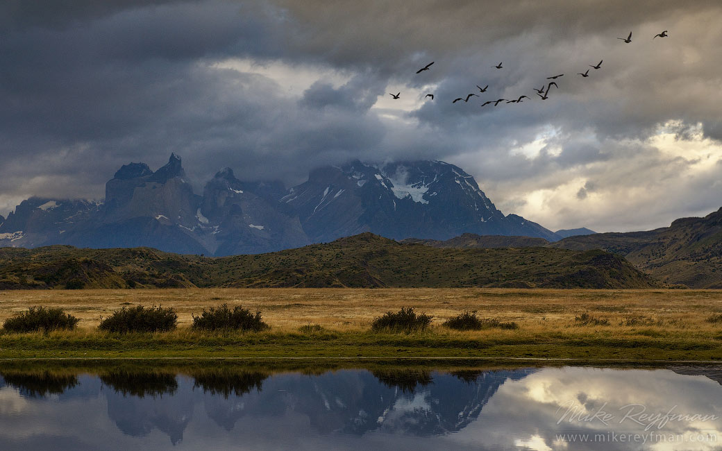 Flock of Upland Geese flying over Patagonia Steppe with Cordillera del Paine on the background. Ultima Esperanza Province, Magallanes and Antartica Chilena Region XII, Patagonia, Chile.