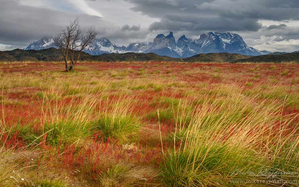 Bella Patagonia. Red Sorrel covered Patagonian Steppes with lonely Antarctic Beech tree and Cordillera del Paine on the background. Torres del Paine National Park, Patagonia, Chile.