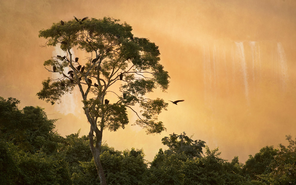 Perch for black vultures. Iguassu Falls, Brazil.