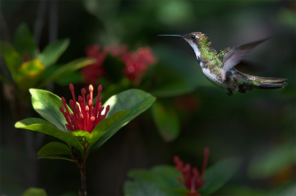 The hummingbird. Iguassu Falls, Argentina.