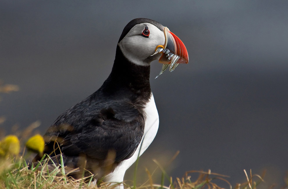Daily-breader. Atlantic Puffin (Fratercula arctica) with a mouthful of sand eels. Dyrholaey, Iceland.