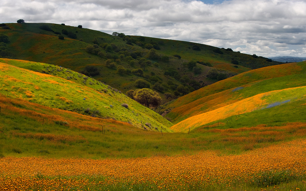 Blossom-Time. Shell Creek area, San Luis Obispo, California, USA. 