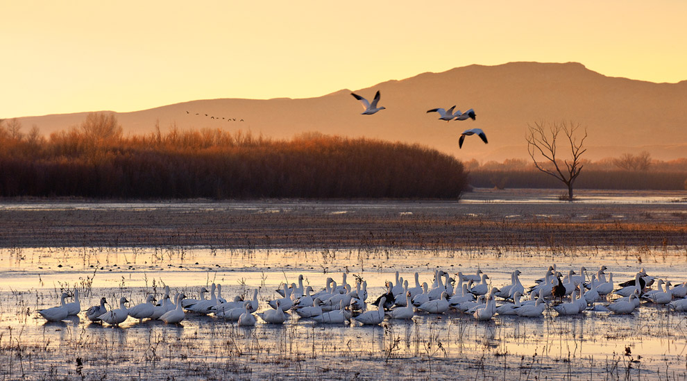 New Day Begins... Snow Geese. Bosque Del Apache, New Mexico NWR, USA. 
