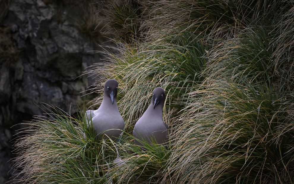 Courtship. Light Mantled Sooty Albatrosses (Phoebetria palpebrata). Elsehul, Paryadin Peninsula, South Georgia, Sub Antarctic.