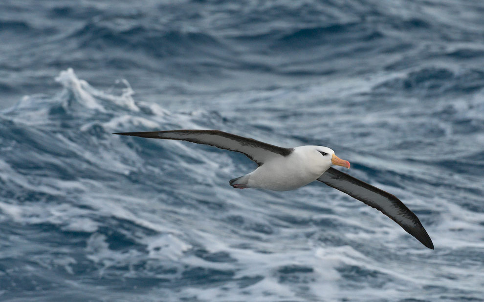 Black-browed Albatross (Thalassarche melanophrys) in flight.