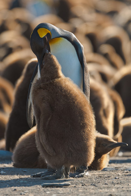 King Penguin (Aptenodytes patagonicus) feeds chick. King Penguin Creche. Saint Andrew's Bay, South Georgia, Sub-Antarctic