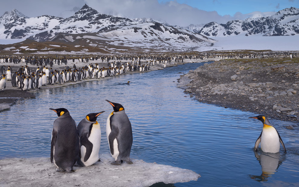 King Penguin (Aptenodytes patagonicus) Colony, Saint Andrews Bay, South Georgia, Sub-Antarctic