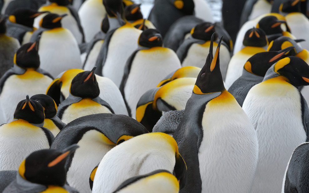 King Penguin (Aptenodytes patagonicus) Colony, Salisbury Plain, South Georgia, Sub-Antarctic