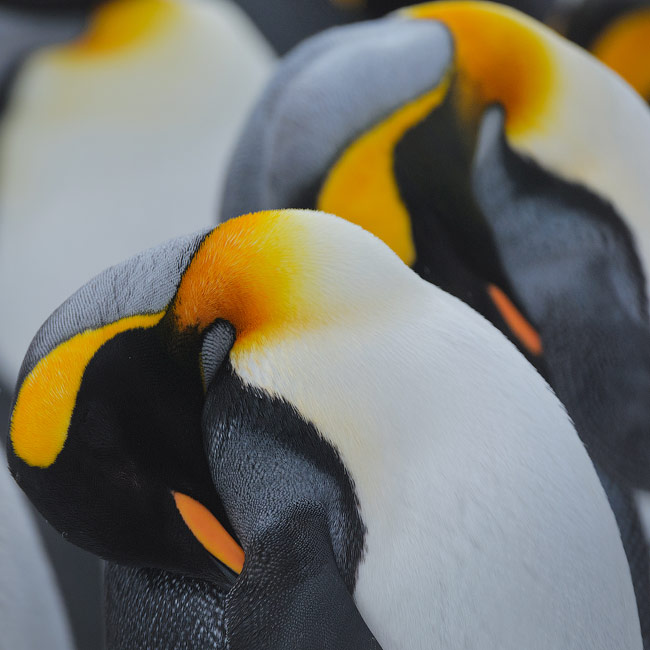 Penguino-Graphics. King Penguins (Aptenodytes patagonicus), Salisbury Plain, South Georgia, Sub-Antarctic