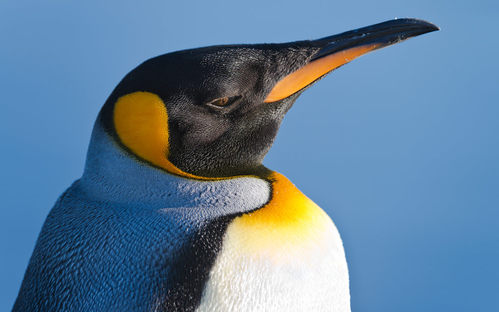 King Penguin (Aptenodytes patagonicus), Saint Andrew's Bay, South Georgia, Sub-Antarctic