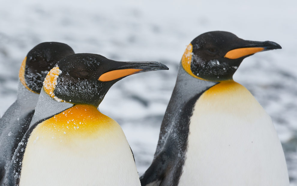 King Penguins (Aptenodytes patagonicus), Salisbury Plain, South Georgia, Sub-Antarctic