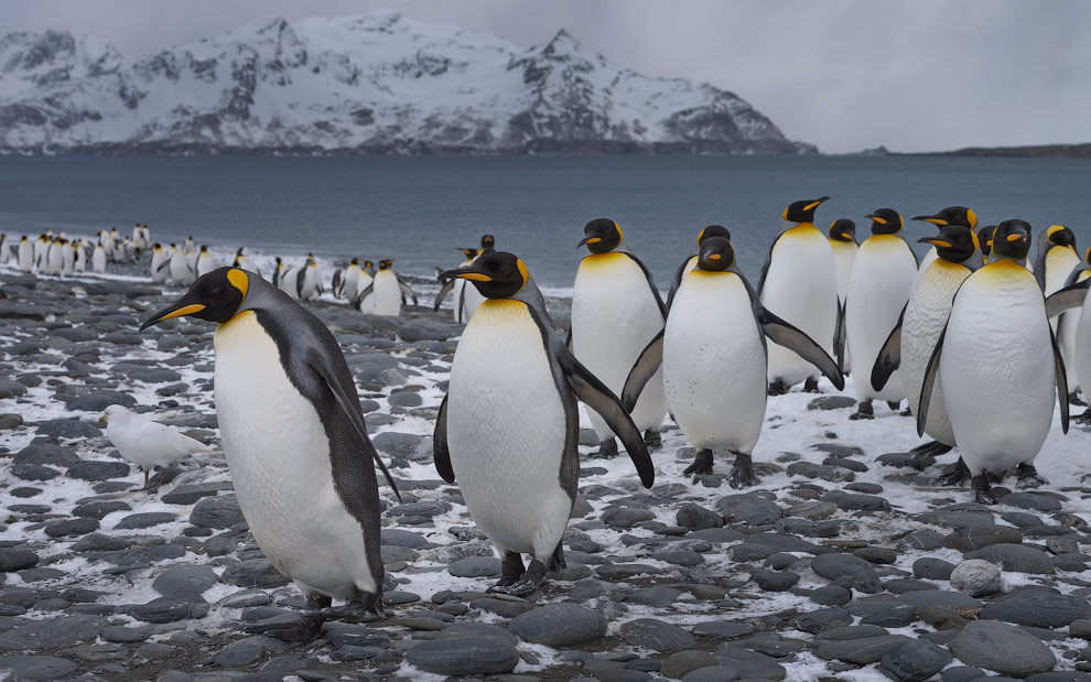 King Penguins (Aptenodytes patagonicus), Salisbury Plain, South Georgia, Sub-Antarctic