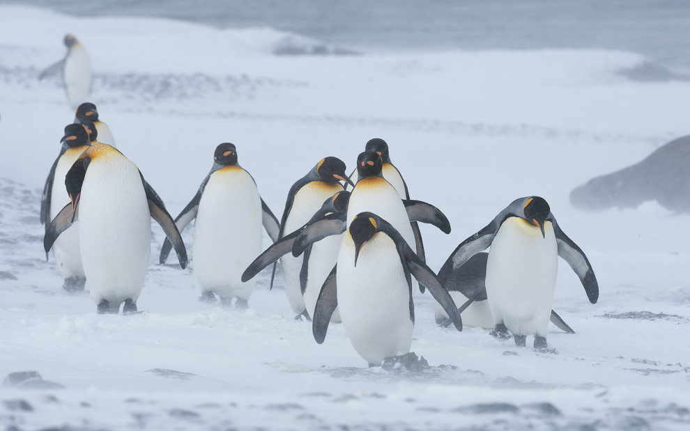 Snow Kings. King Penguins (Aptenodytes patagonicus) fighting with elements. Salisbury Plain, South Georgia, Sub-Antarctic