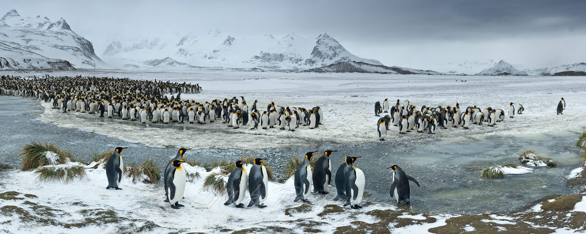 Terra Penguinia. King Penguin (Aptenodytes patagonicus) Colony, Salisbury Plain, South Georgia, Sub-Antarctic. Panoramic