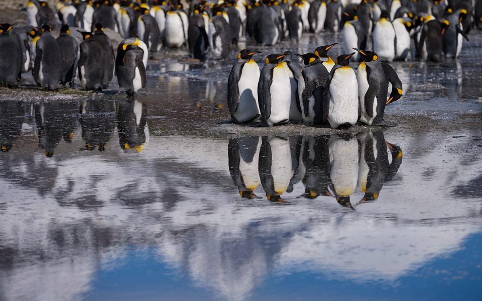 King Penguin (Aptenodytes patagonicus) Colony, Saint Andrew's Bay, South Georgia, Sub-Antarctic