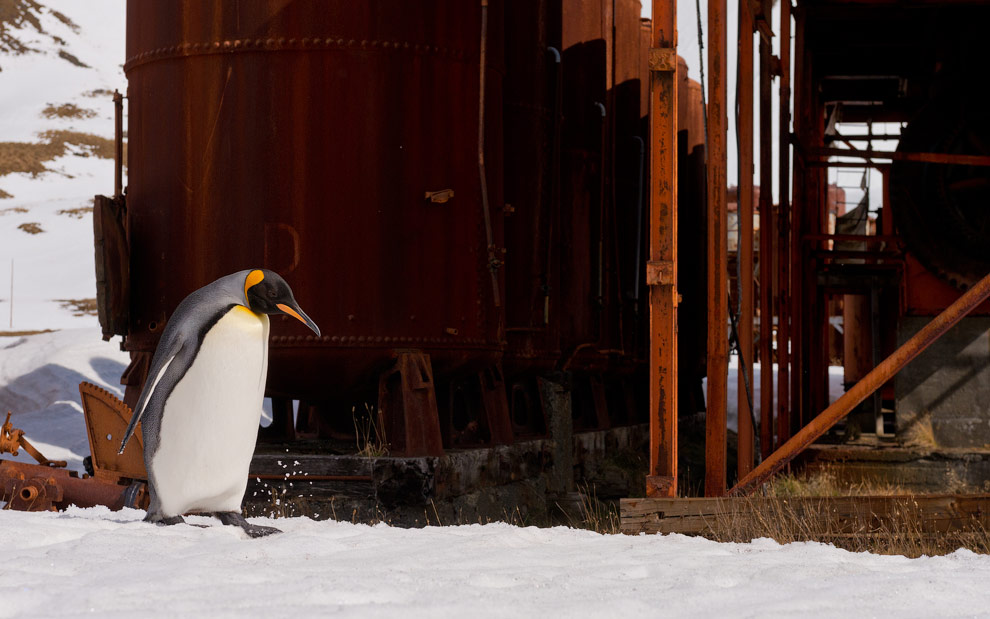 King Penguin (Aptenodytes patagonicus) exploring abandoned Grytviken Whaling Station. South Georgia, Sub-Antarctic