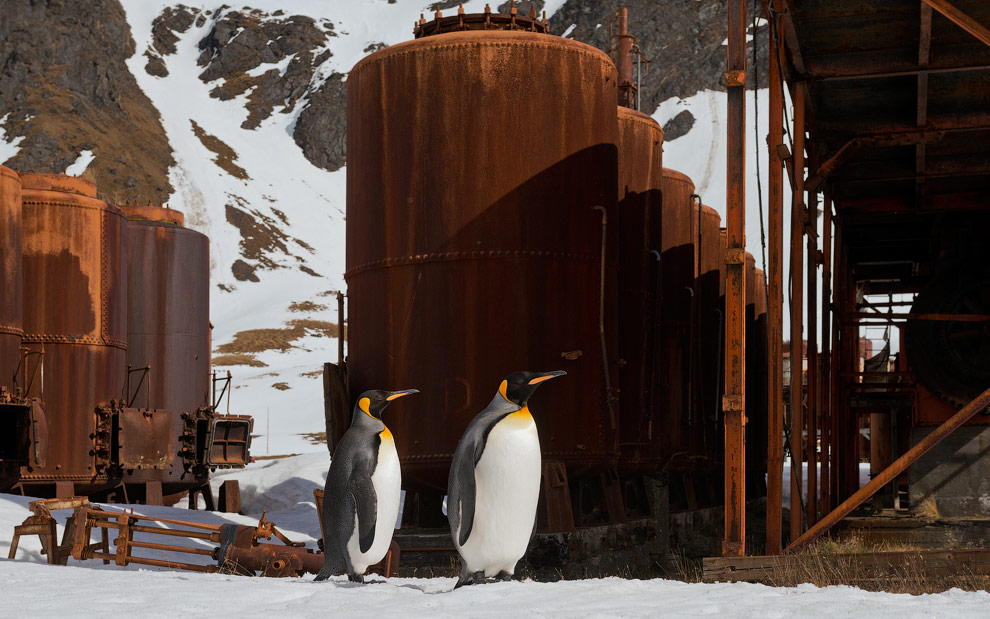 King Penguins (Aptenodytes patagonicus) exploring abandoned Grytviken Whaling Station. South Georgia, Sub-Antarctic