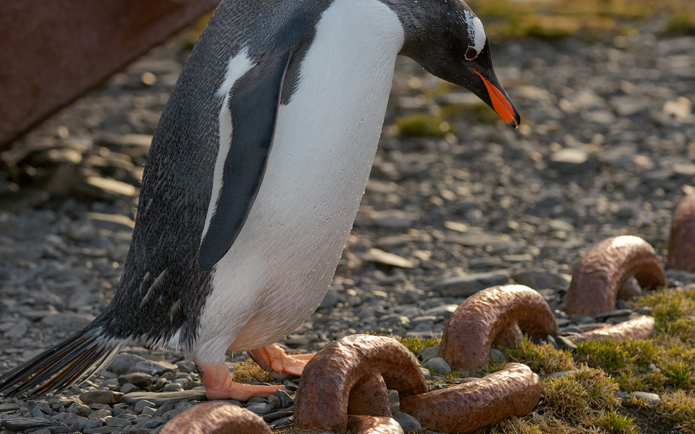 Rusty anchor chain and Gentoo Penguin. Stromness Bay, South Georgia, Sub-Antarctic