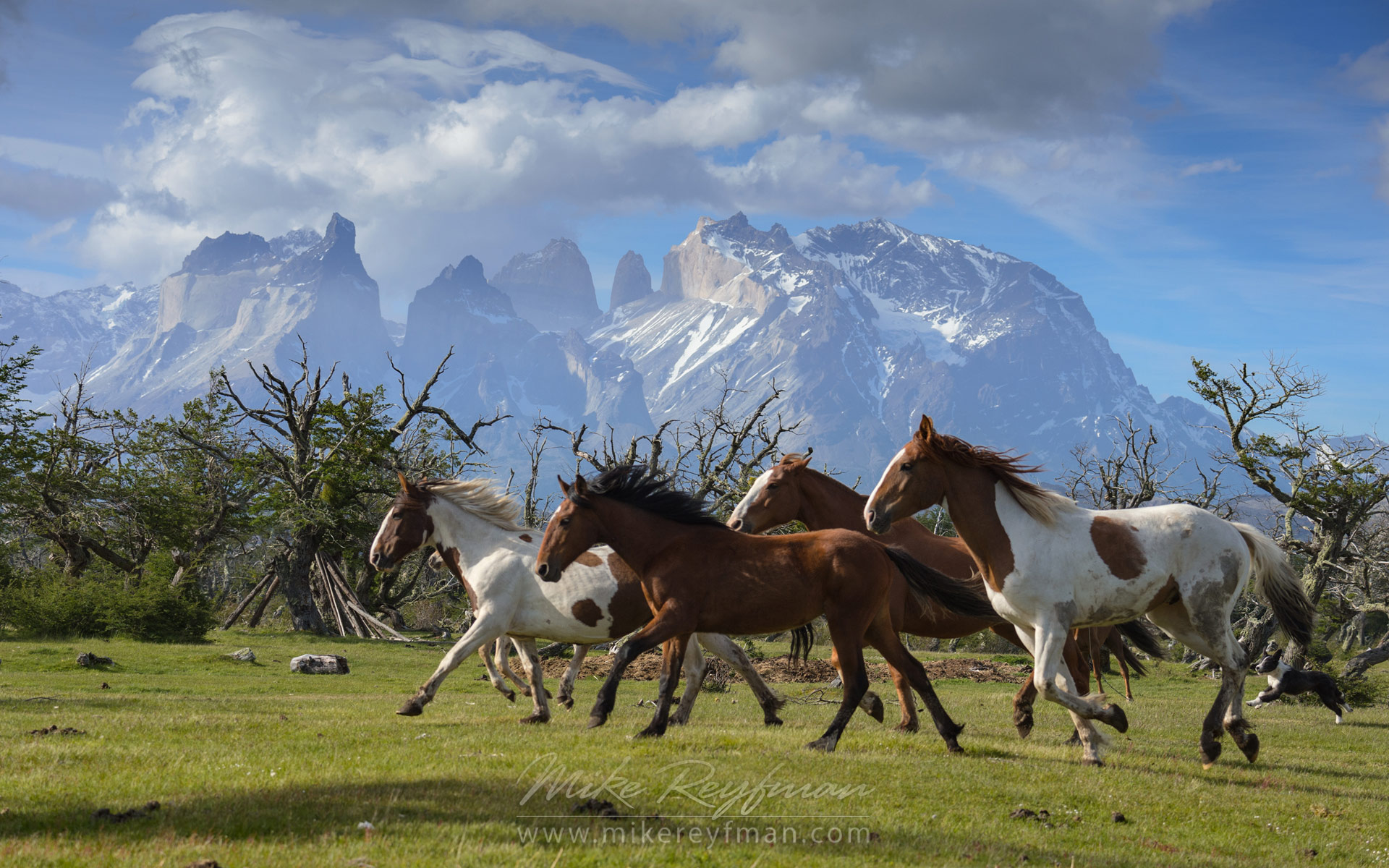 Gauchos Patagonia Chile Wildlife Of Torres Del Paine National Park Gauchos Patagonia Chile Wildlife Of Torres Del Paine National Park