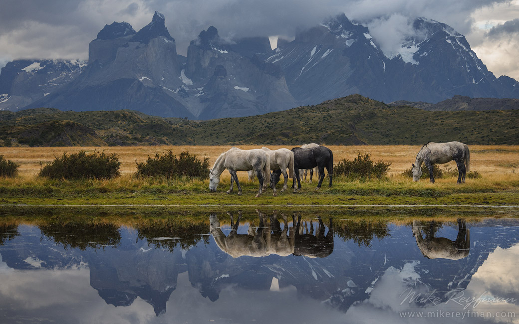 Horses are grazing on the beautiful background of Patagonian Andes. Torres del Paine National Park, Ultima Esperanza Province, Magallanes and Antartica Chilena Region XII, Patagonia, Chile.