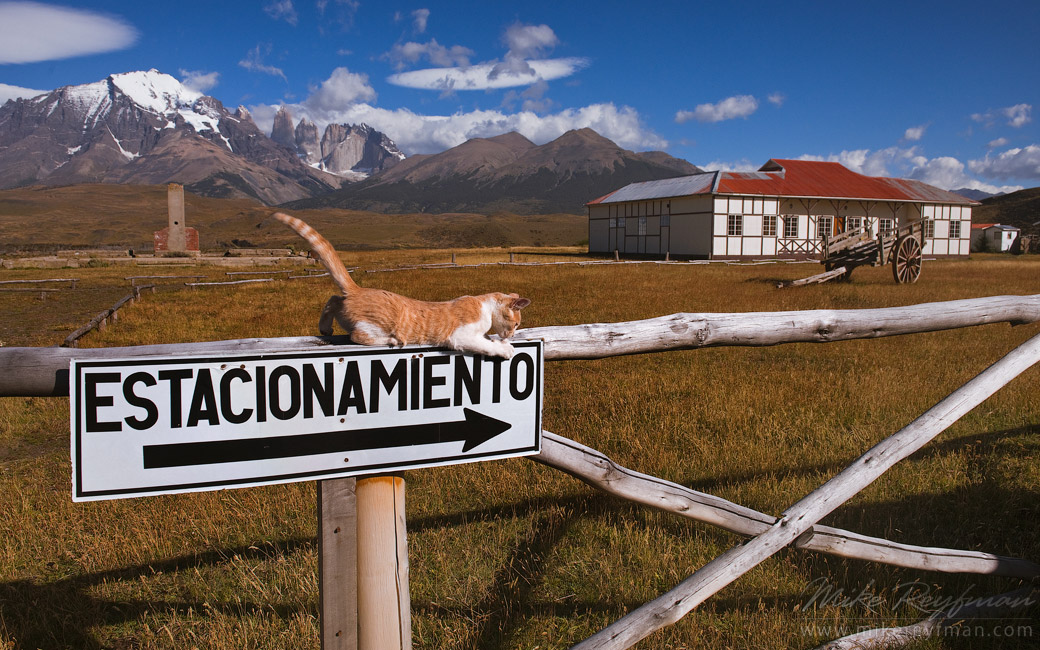 Kitten playing on the fence of old estancia. Towers of Paine are on the background. Torres del Paine National Park, Ultima Esperanza Province, Magallanes and Antartica Chilena Region XII, Patagonia, Chile.