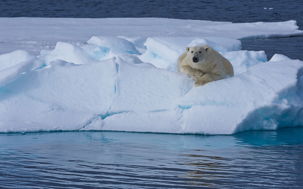 Local. Polar bear resting on an ice floe in Svalbard, Norway. 81st parallel North.