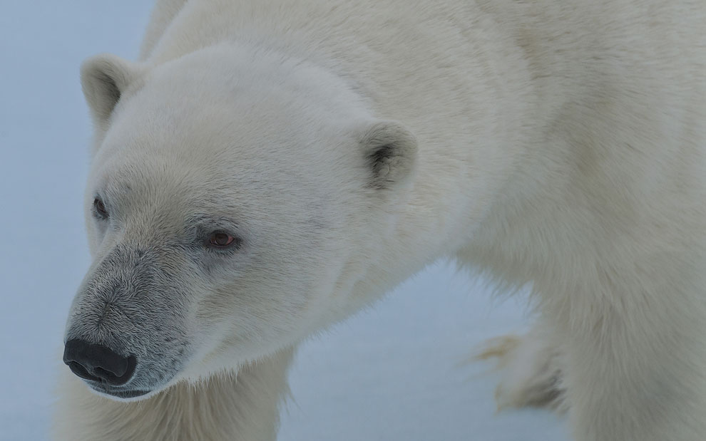 Hungry polar bear sniffing the air. Close-up portrait. Svalbard, Norway. 81st parallel North.