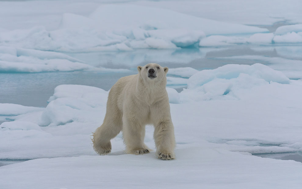 Polar bear walking on an ice floe in Svalbard, Norway. 81st parallel North.