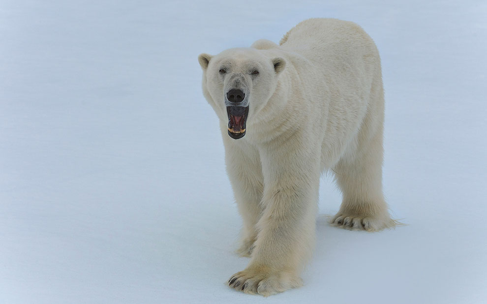 Growling polar bear on an ice floe in Svalbard, Norway. 81st parallel North.