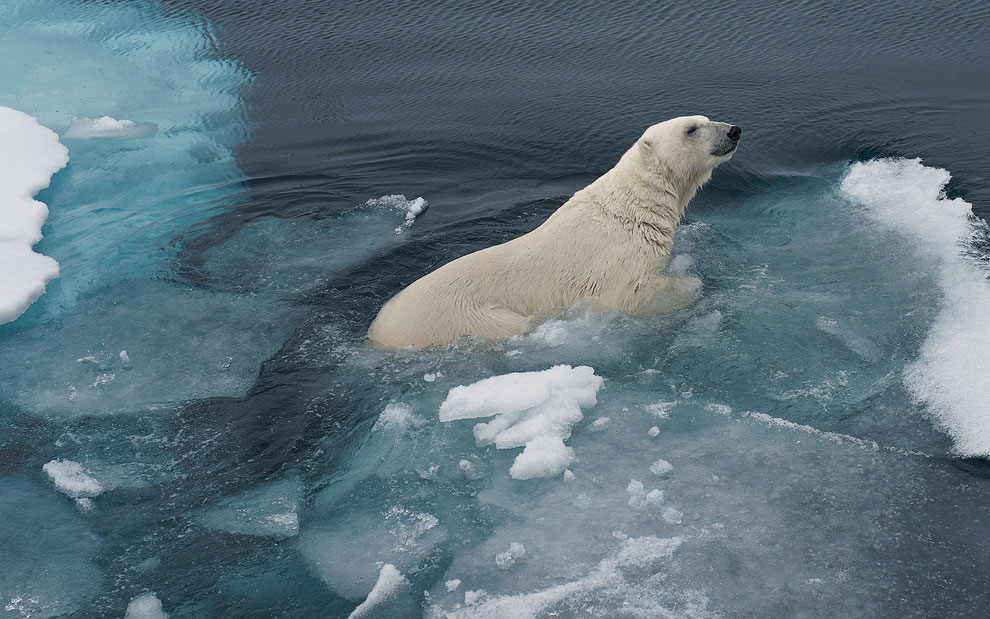 Swimming polar bear. Svalbard, Norway. 81st parallel North.